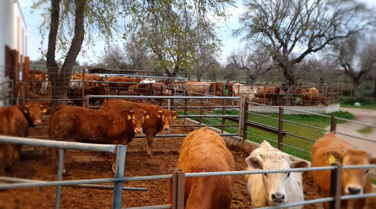 azienda agraria greco allevamento bovini recinti