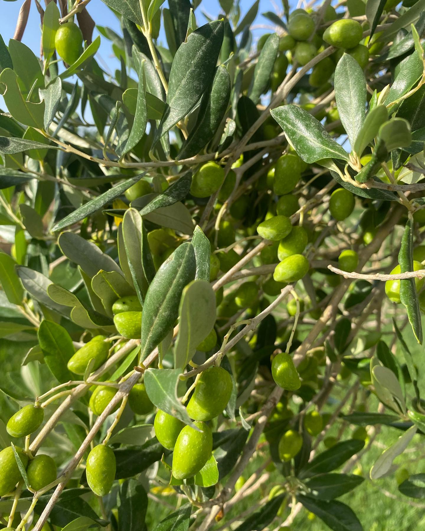 azienda agraria greco oliveto Olio Nachiro