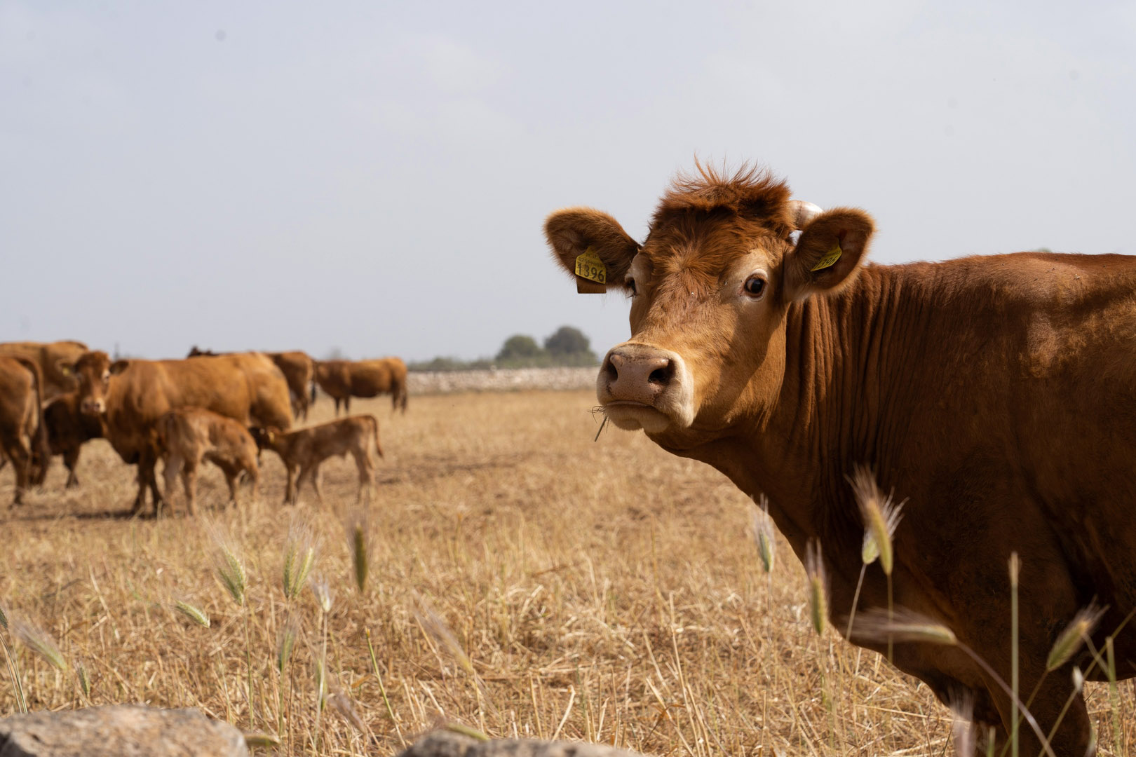 Azienda Agraria Greco Salento allevamento carni