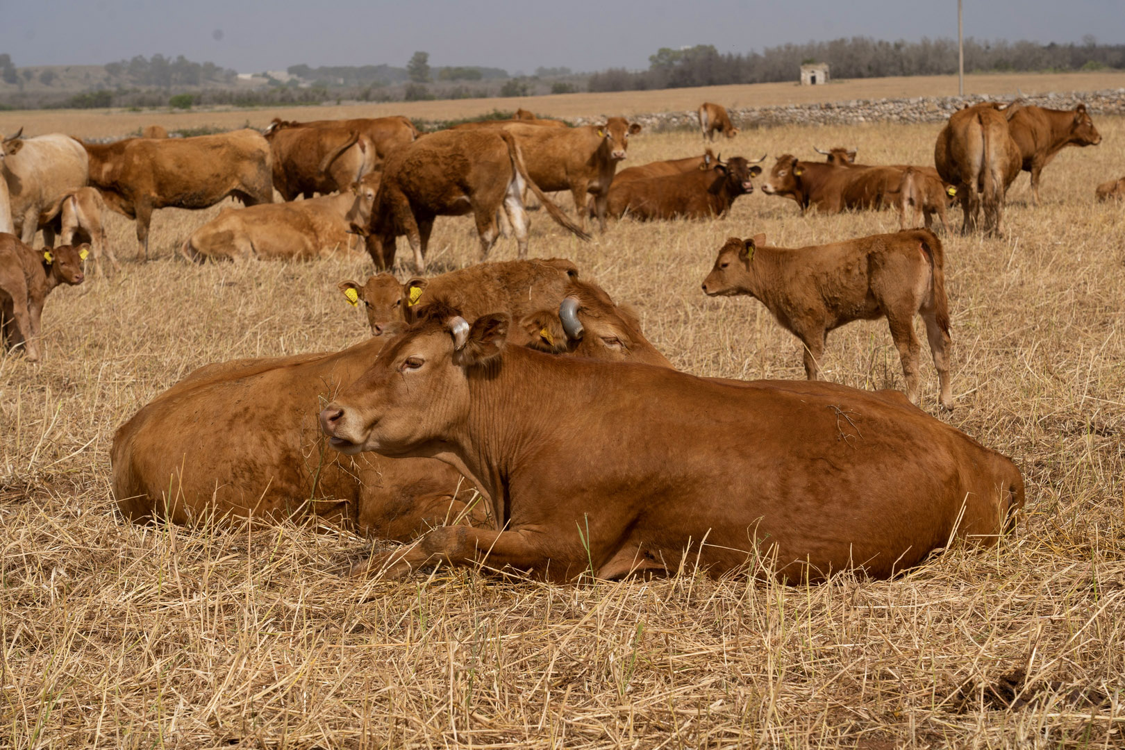 azienda agraria greco salento bovini