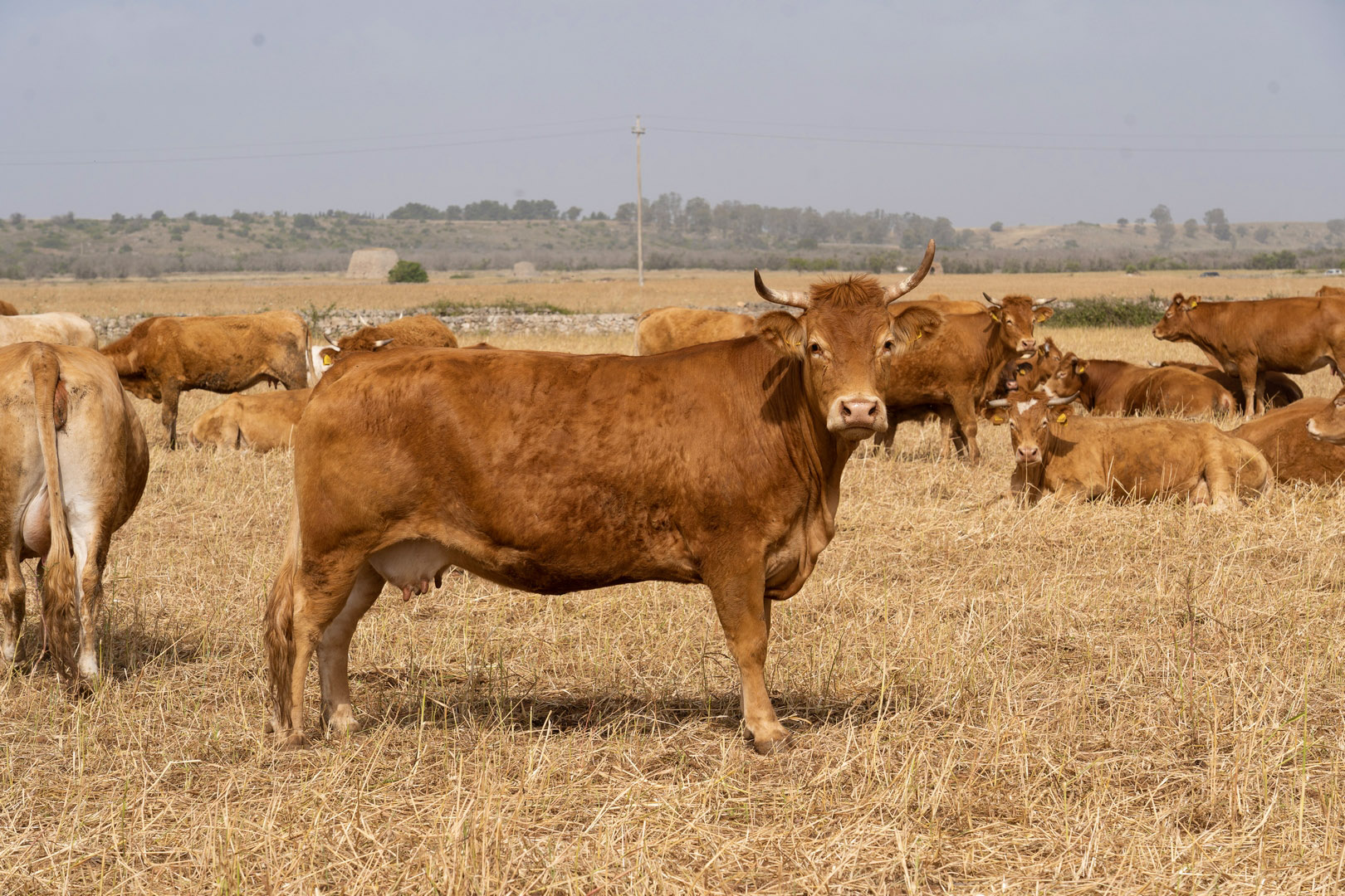 azienda agraria greco salento bovino