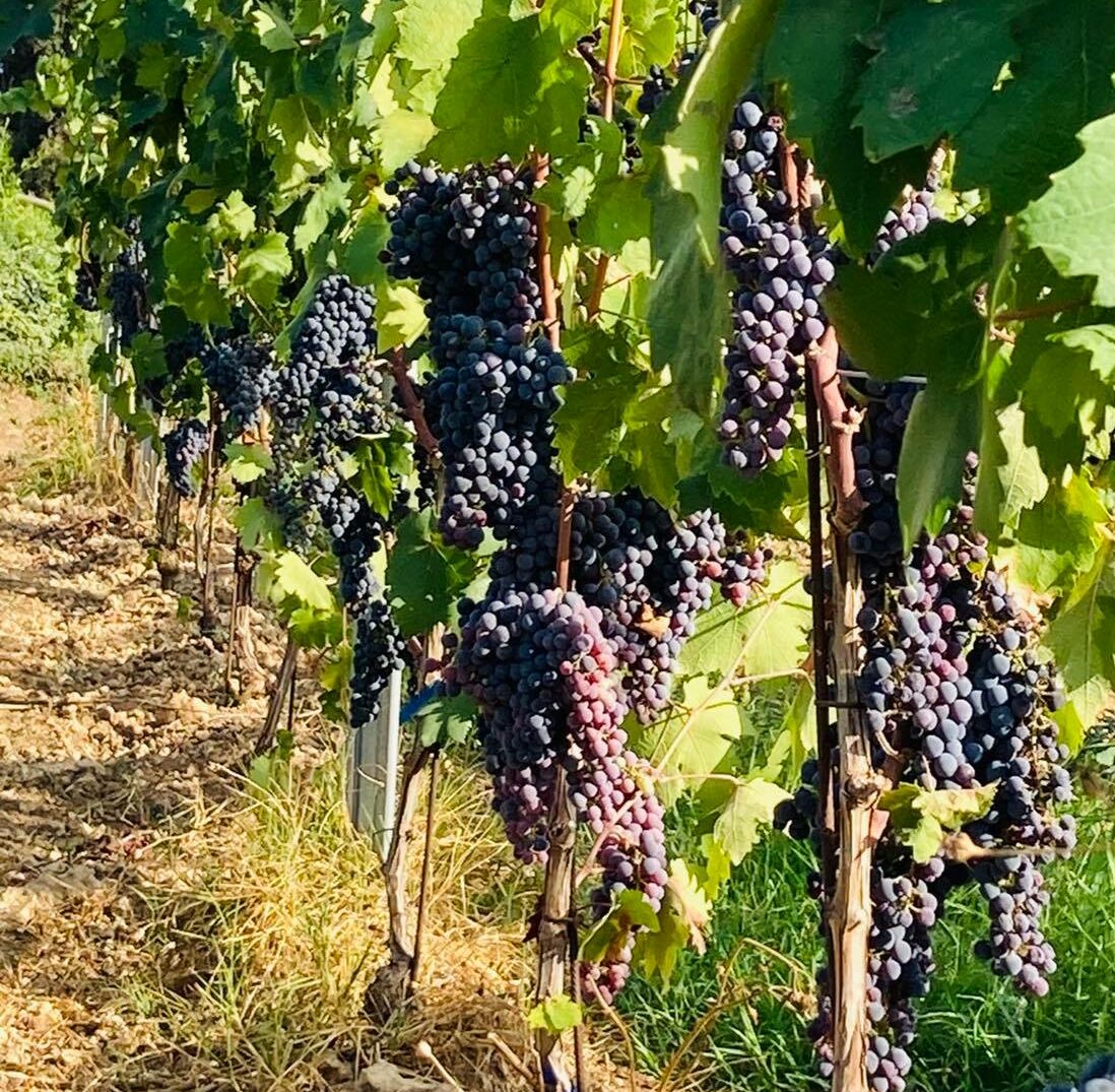 azienda agraria greco uva vigneti salento